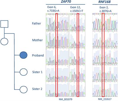 Novel Combined Immune Deficiency and Radiation Sensitivity Blended Phenotype in an Adult with Biallelic Variations in ZAP70 and RNF168